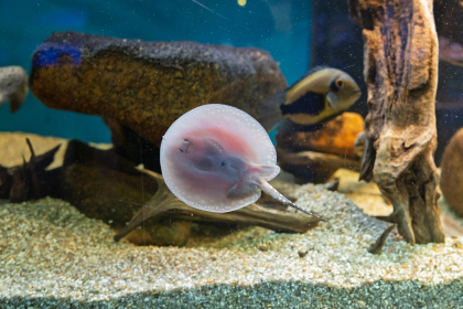 Image for News Update New additions to the stingray family: Baby Chuckie and Rosie have been born!