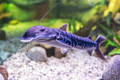 Obrázek k aktualitě Relaxační noc ve Světě pod hladinou